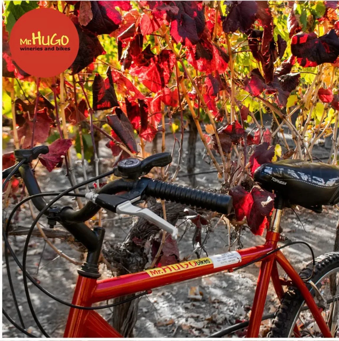Mr. Hugo's Bicycle Rental in Maipu - Ask AI | mindtrip
