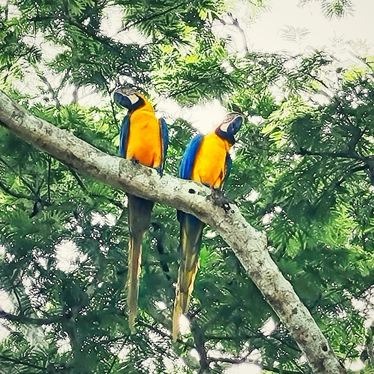 CHUCHINI Amazon Wildlife Nature Reserve & Eco Lodge, Trinidad
