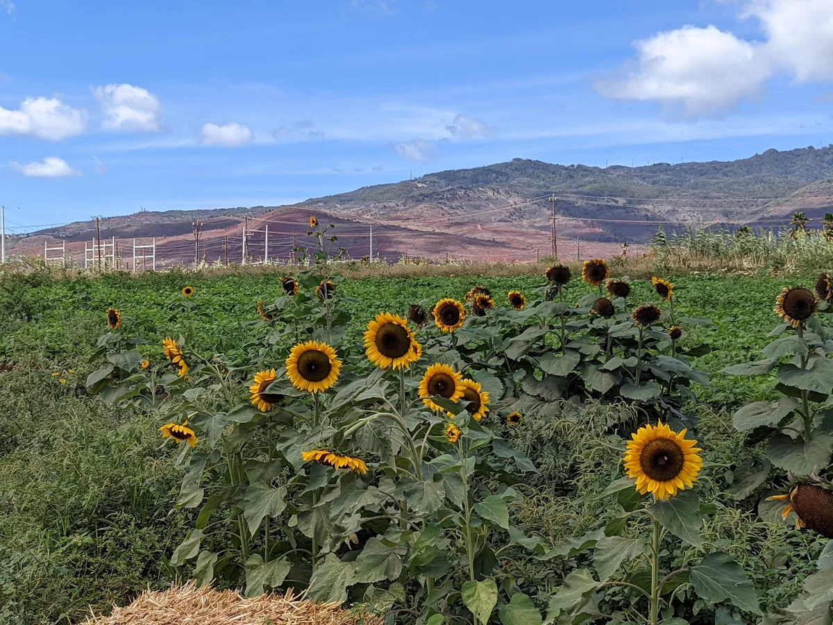 Aloun Farms, Inc. in Kapolei, Hawaii - Ask AI | mindtrip