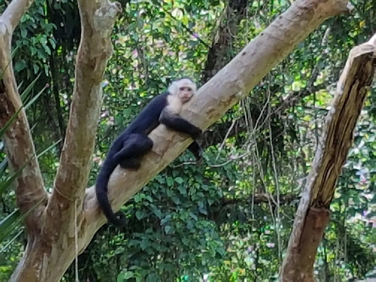 Capuchin Monkey Foundation in Cocles, Limón | Ask Anything