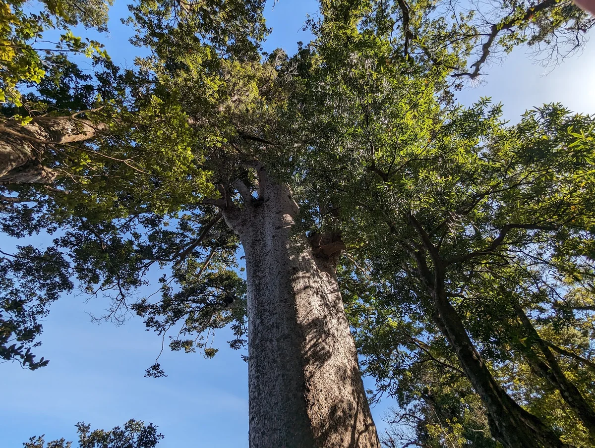Cookson Kauri Walk in Te Puru - Ask AI | mindtrip