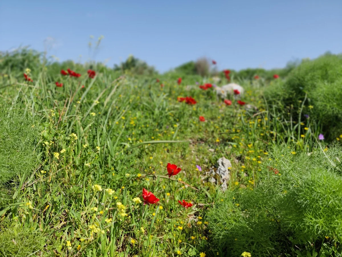 Poleg Nature Reserve in Netanya | What to Know Before You Go