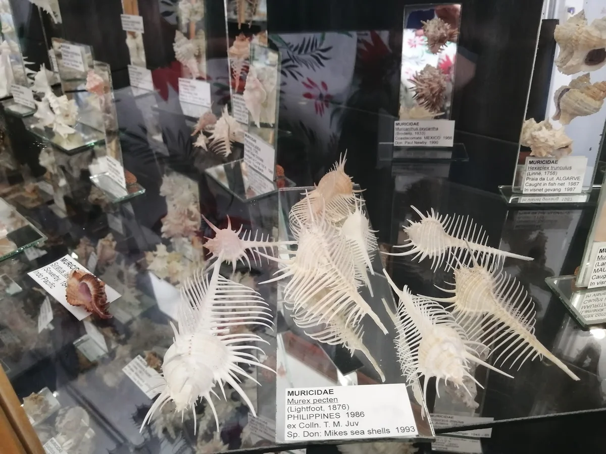 Jeffreys Bay Shell Museum - Ask AI | mindtrip