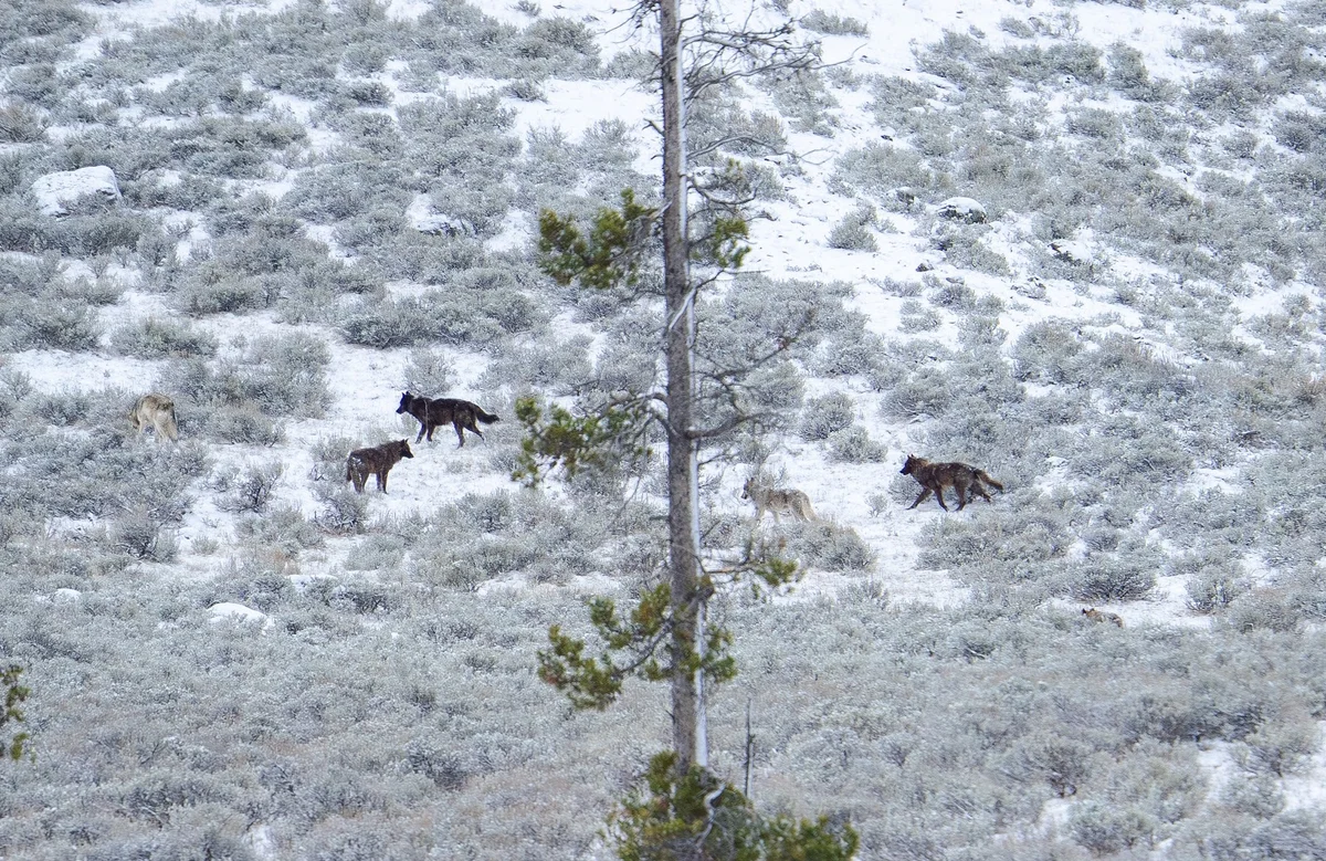 Yellowstone wolftracker in Gardiner - Ask AI | mindtrip