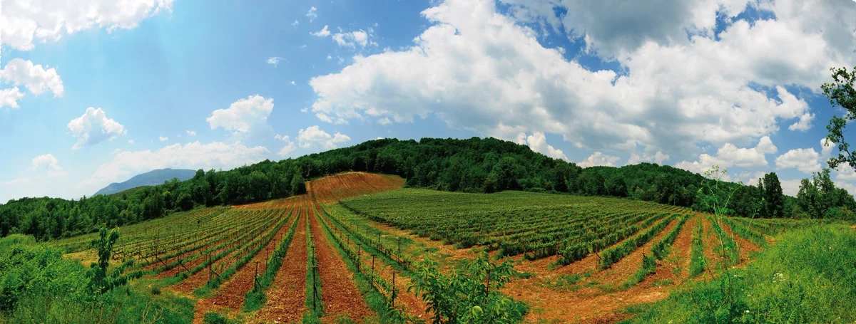 Domaine Glinavos S.A. in Zitsa, Epirus | Ask Anything