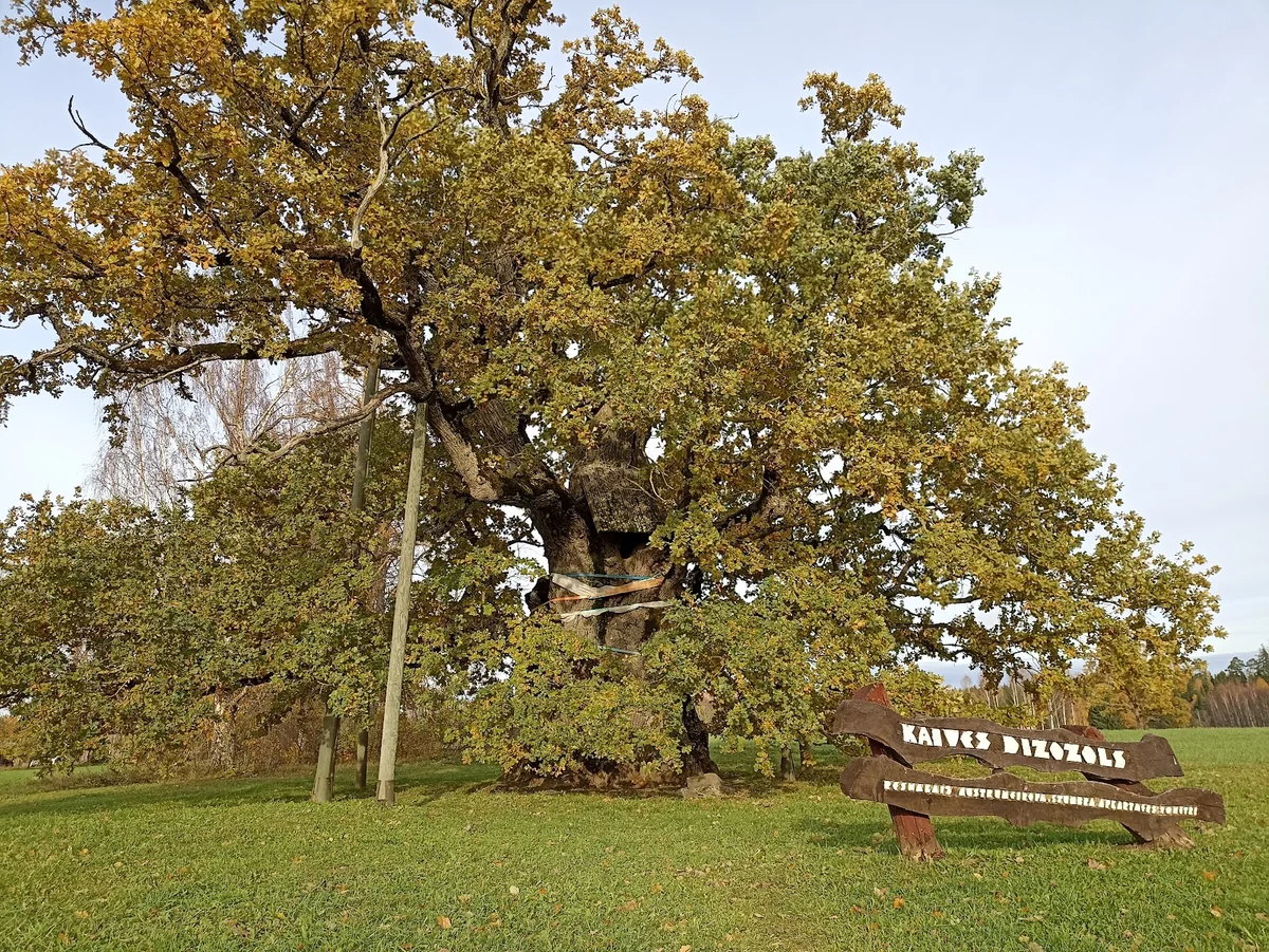 Kaive Oak in Brizule - Ask AI | mindtrip