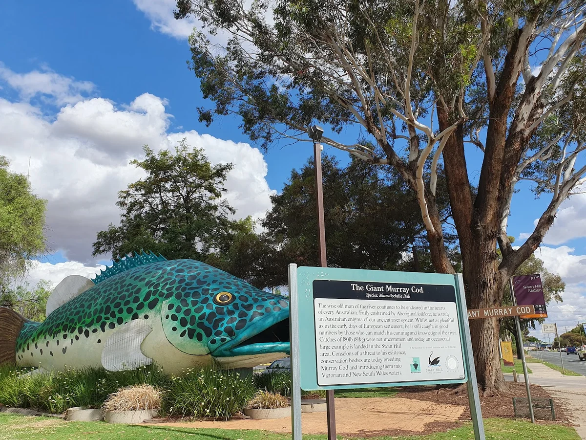 The Giant Murray Cod in Swan Hill, Victoria | Ask Anything