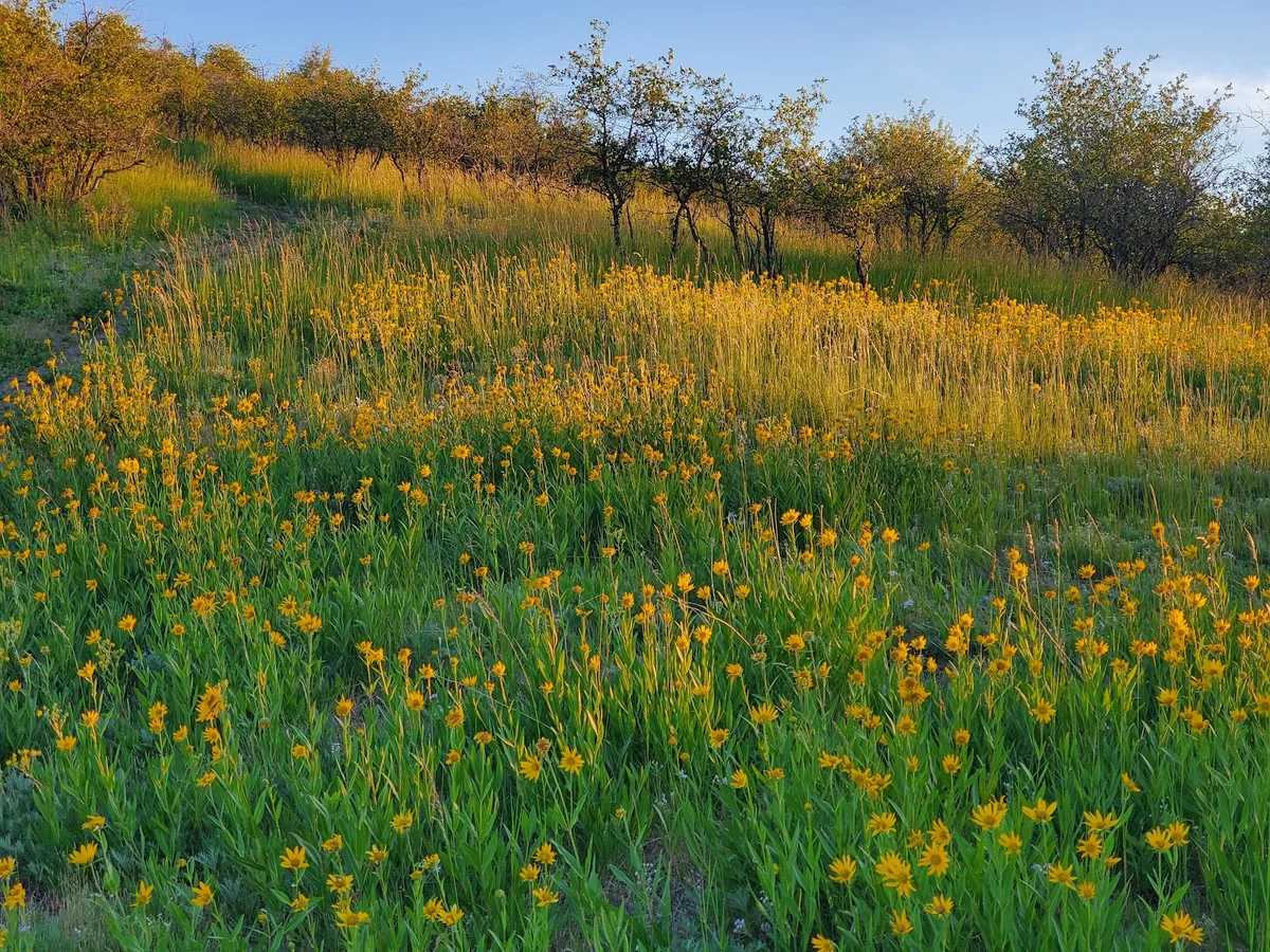 Magpie Forest in Pullman, Washington - Ask AI | mindtrip