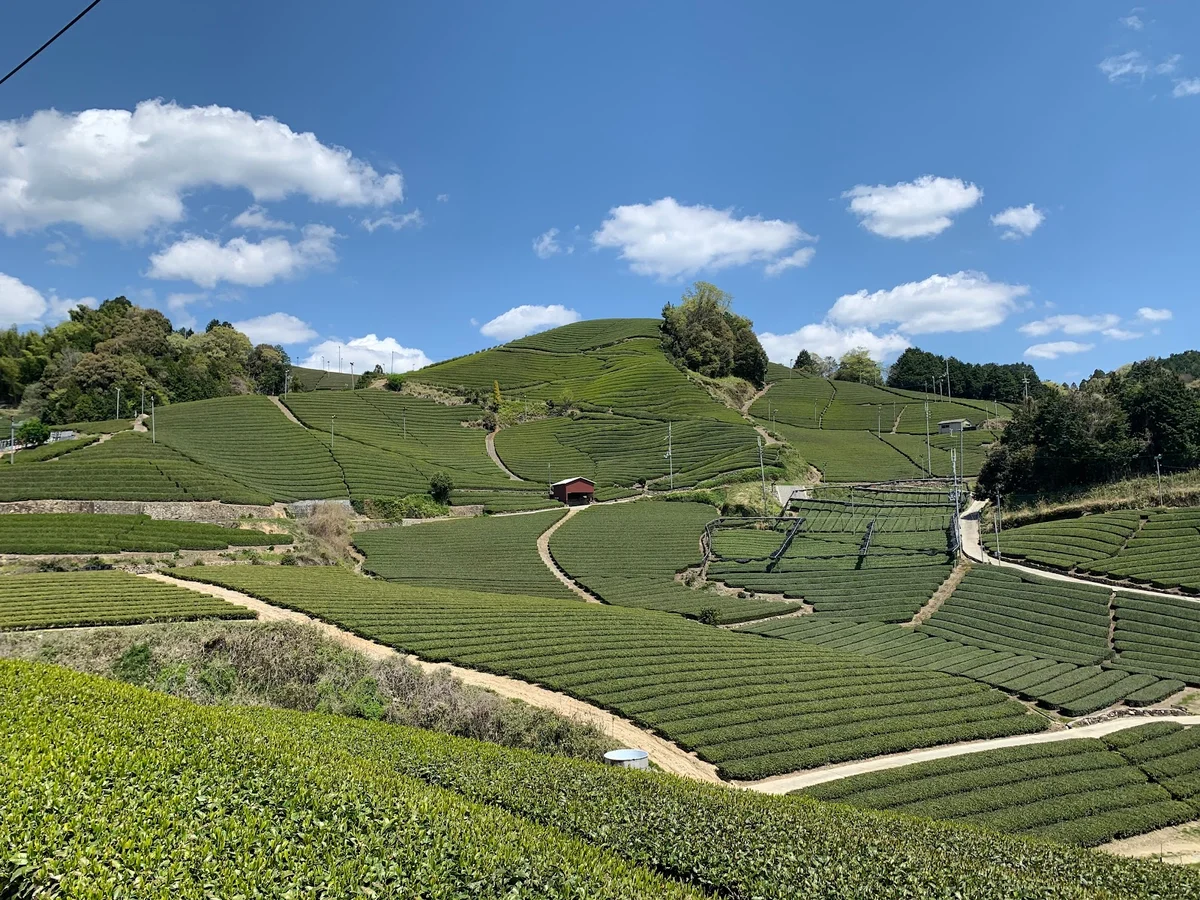 Wazuka Tea Plantation in Wazuka-cho - Ask AI | mindtrip