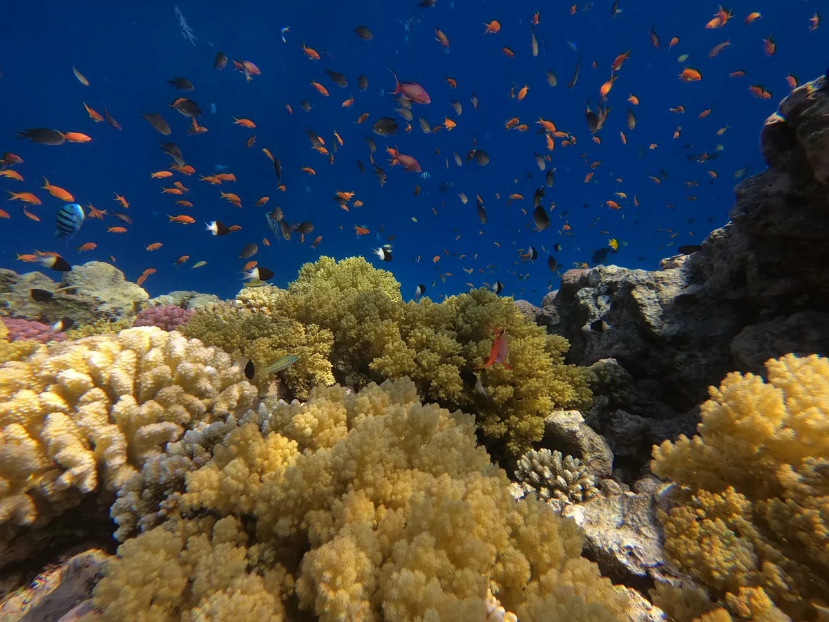 Tobia Arbaa in Safaga, Red Sea and Sinai | Ask Anything