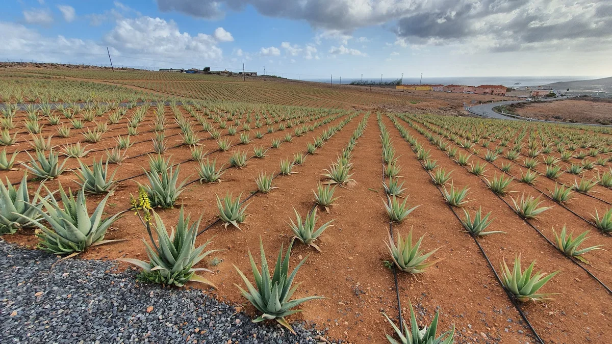 Finca Canarias Aloe Vera in Telde, Canarias | Ask Anything
