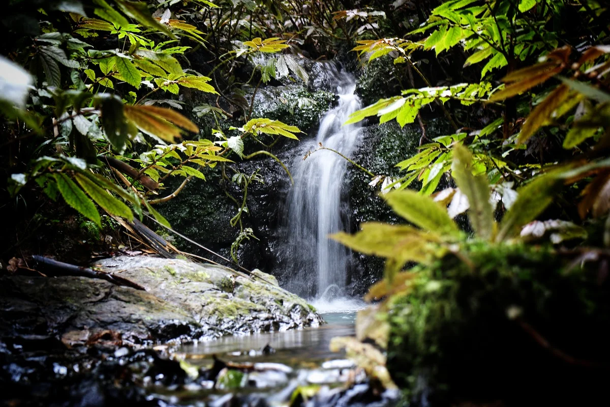 Pukenui Forest Loop Track in Whangarei - Ask AI | mindtrip