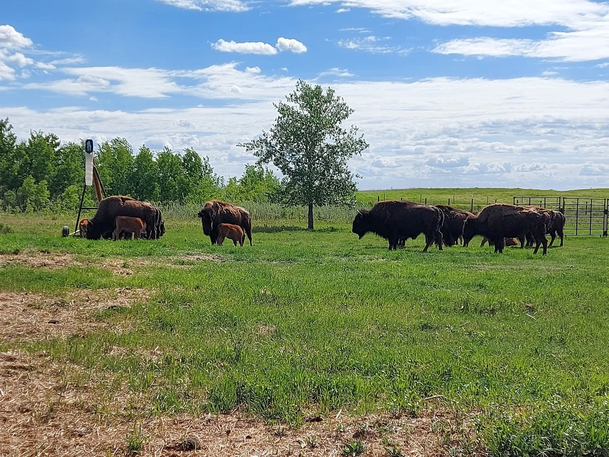 Bud Cotton Buffalo Paddock in Wainwright - Ask AI | mindtrip