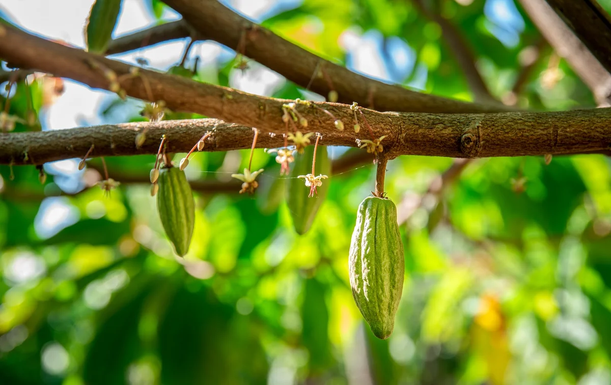 A-Shin Choco Farm in Hengchun - Ask AI | mindtrip