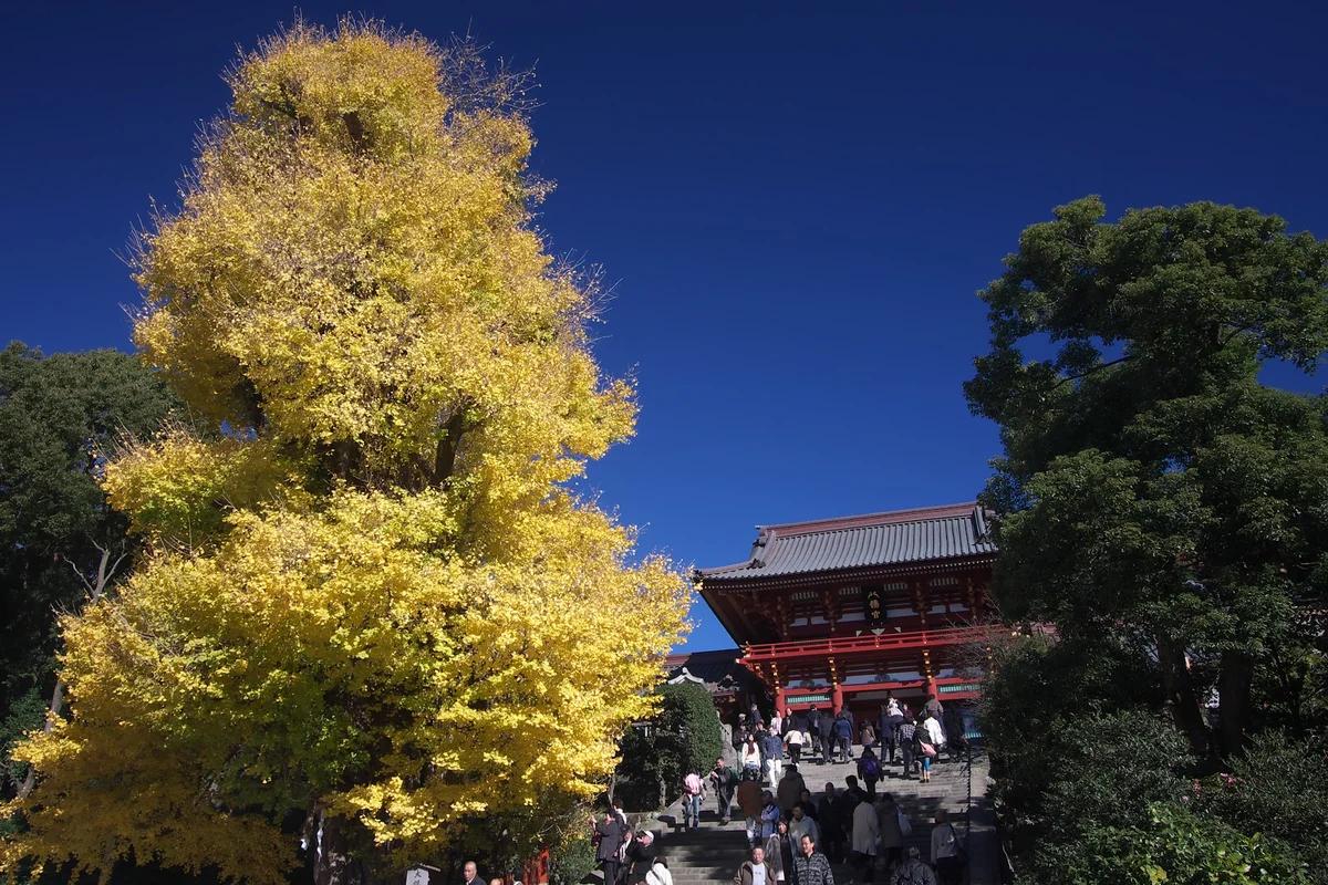Great Ginkgo Tree in Kamakura - Ask AI | mindtrip
