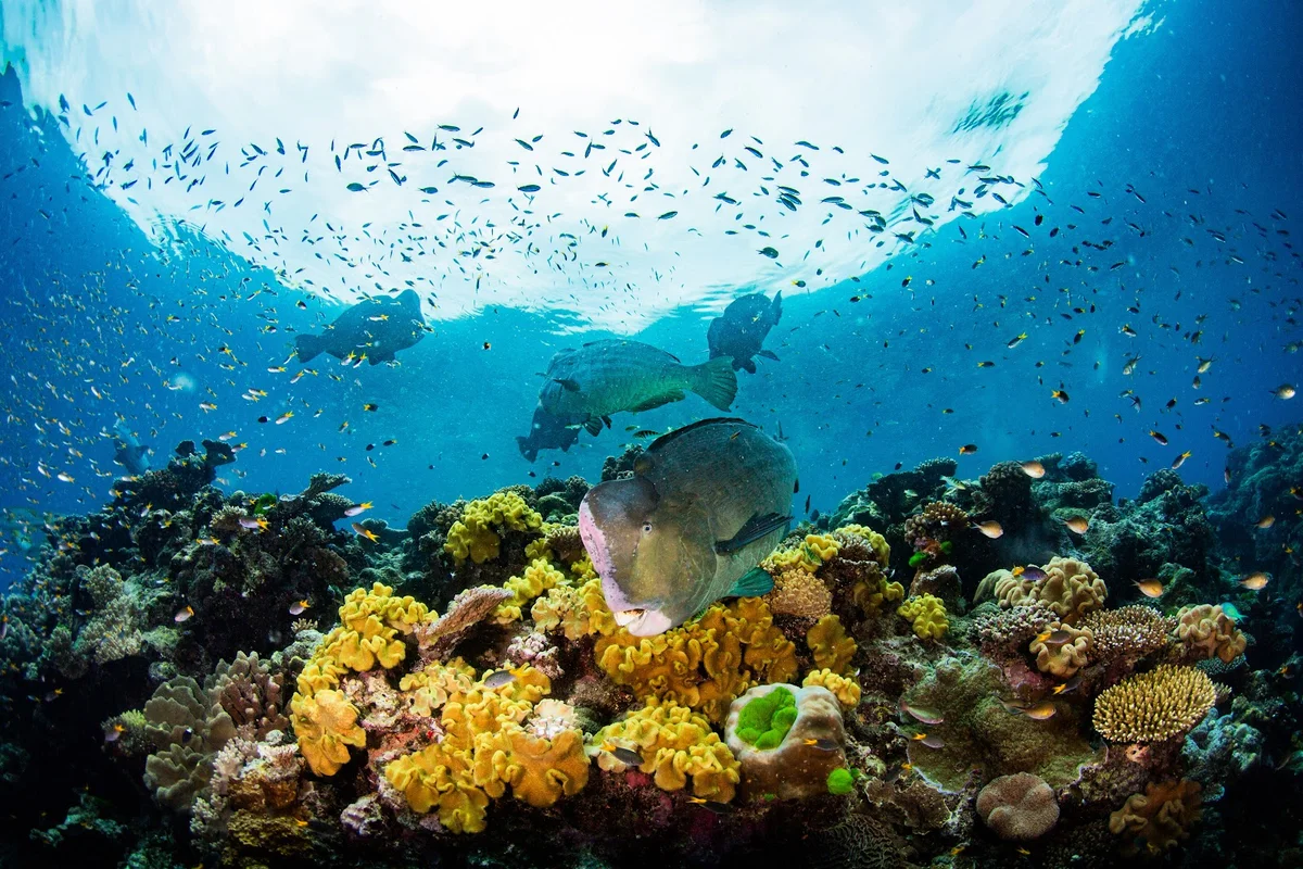 Reef Encounter in Cairns, Queensland - Ask AI | mindtrip