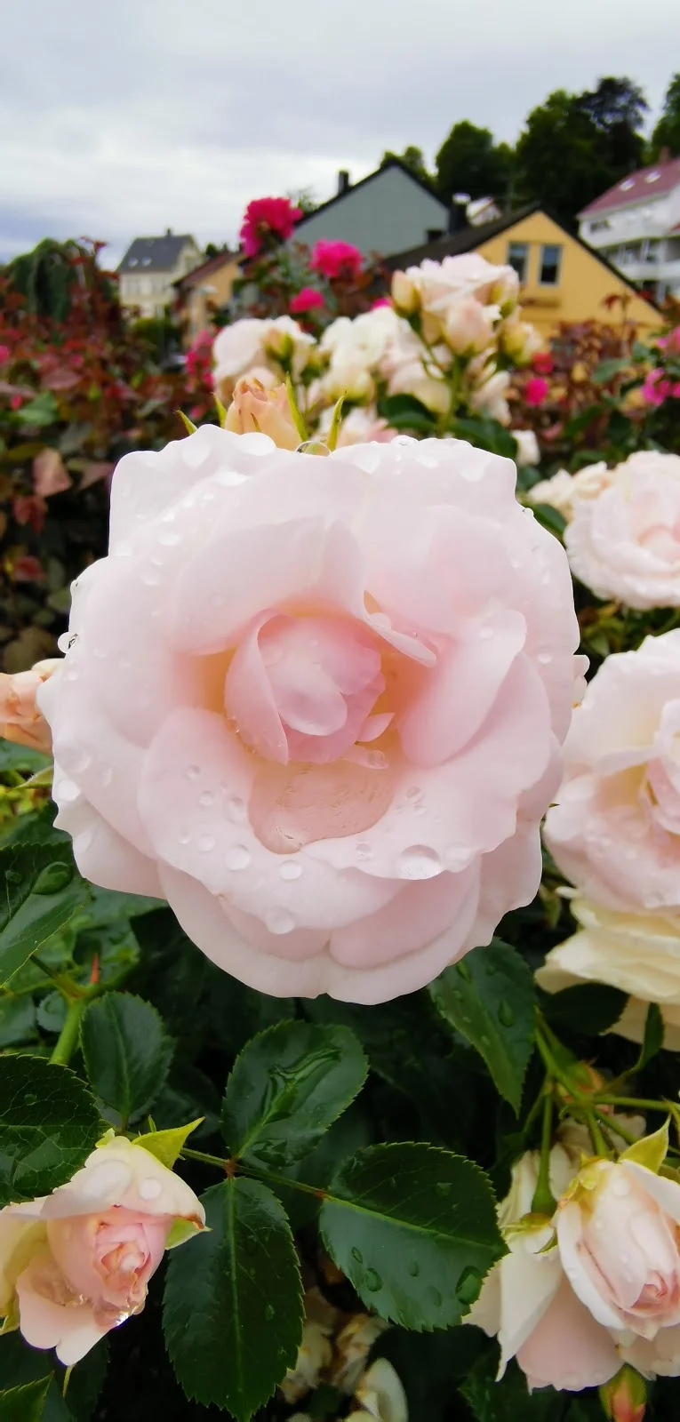 Rose Garden in Molde, Møre og Romsdal - Ask AI | mindtrip