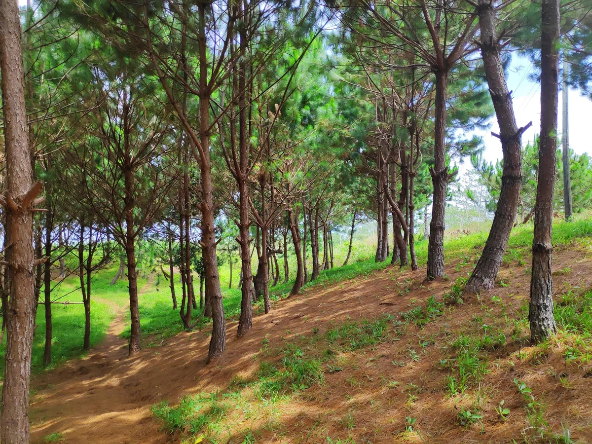 Matampa Pine Trees Park in Talisayan - Ask AI | mindtrip
