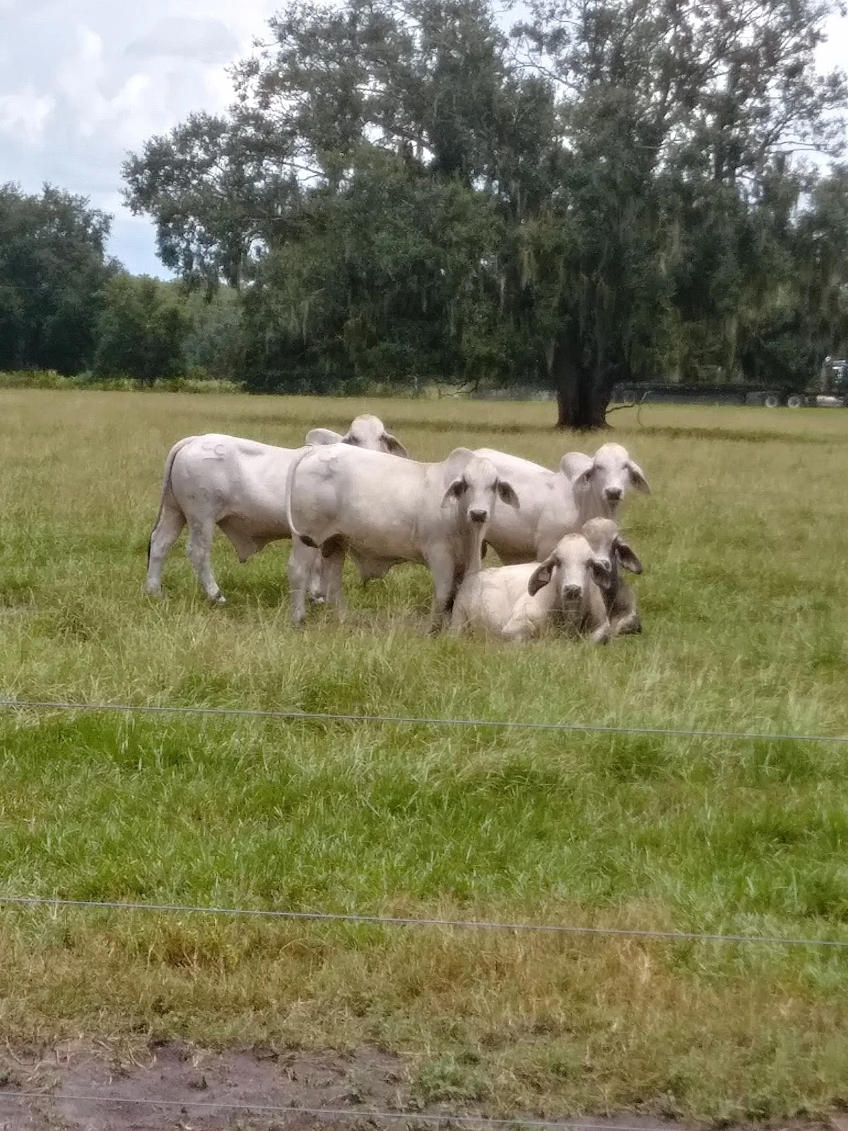 Double C Bar Ranch in Kenansville, Florida | Ask Anything