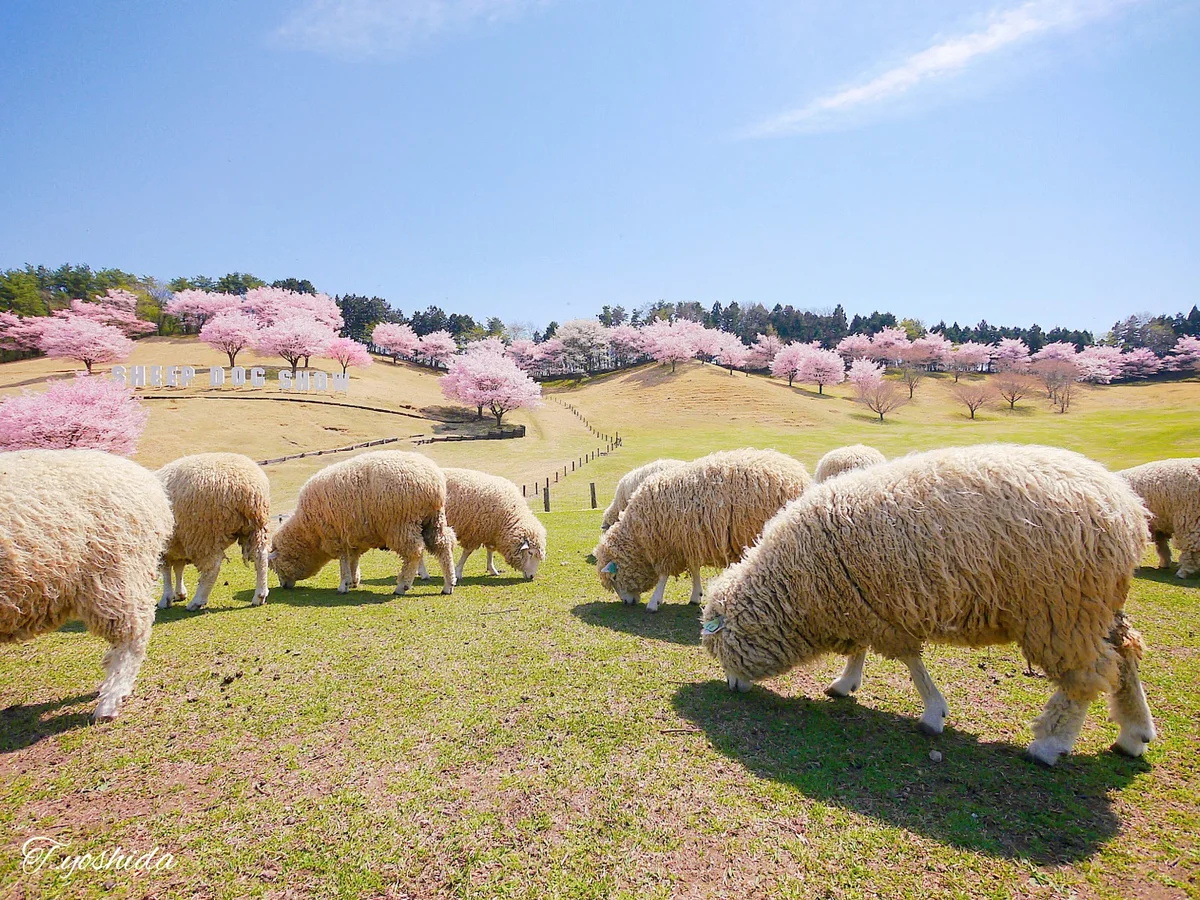 Ikaho Green Farm in Shibukawa | Ask Anything