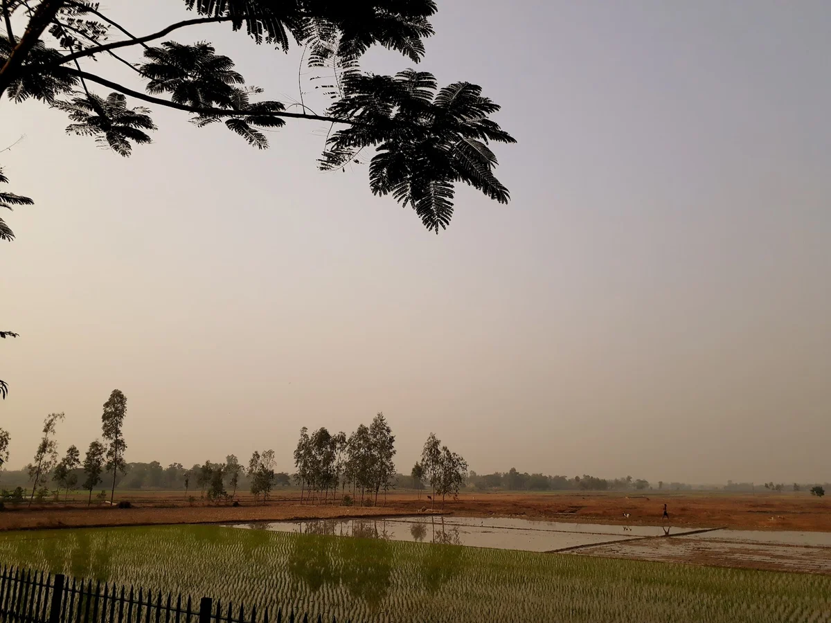 Jatar Deul in Raidighi | What to Know Before You Go