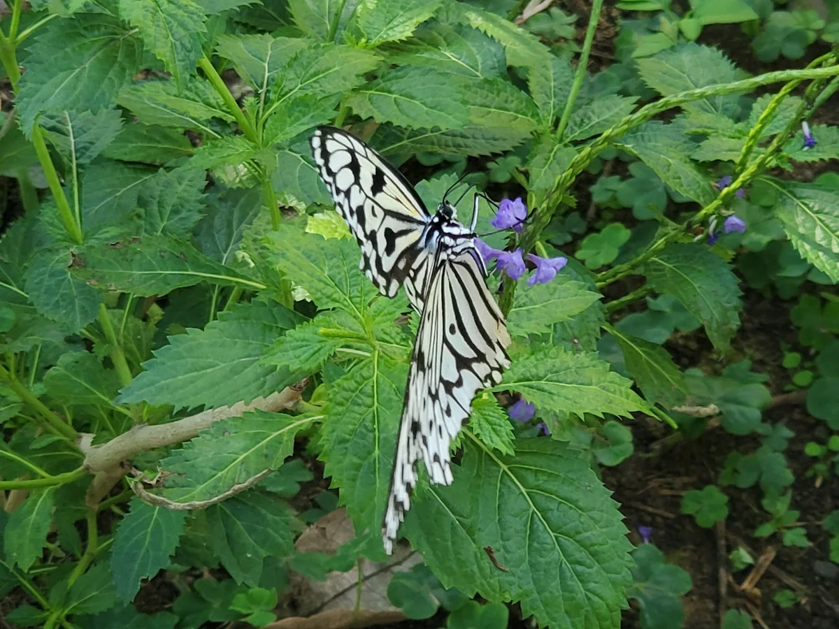 Musheng Insect Museum in Puli - Ask AI | mindtrip