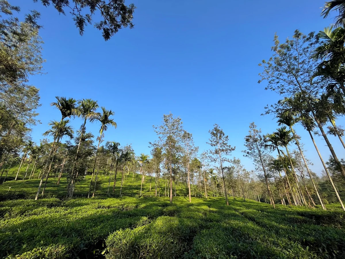 HML TEA PLANTATION in Chundale, Kerala - Ask AI | mindtrip