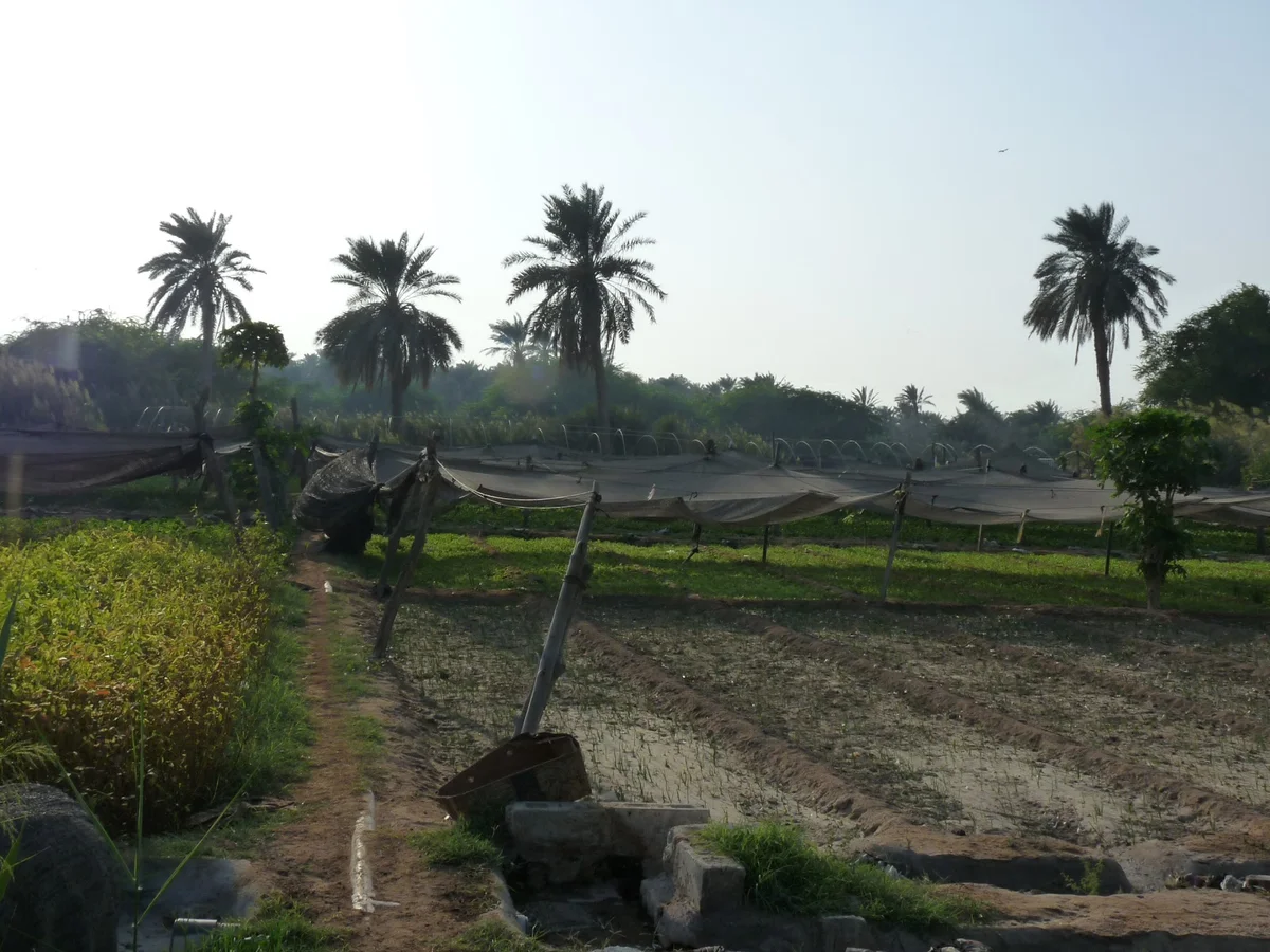 Diraz in Barbar, Northern Governorate - Ask AI | mindtrip