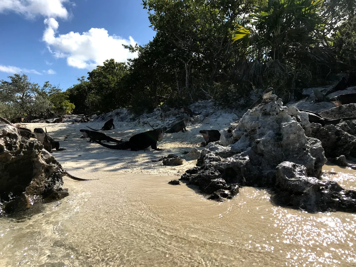 Allen Cay in Rolleville, Exuma - Ask AI | mindtrip