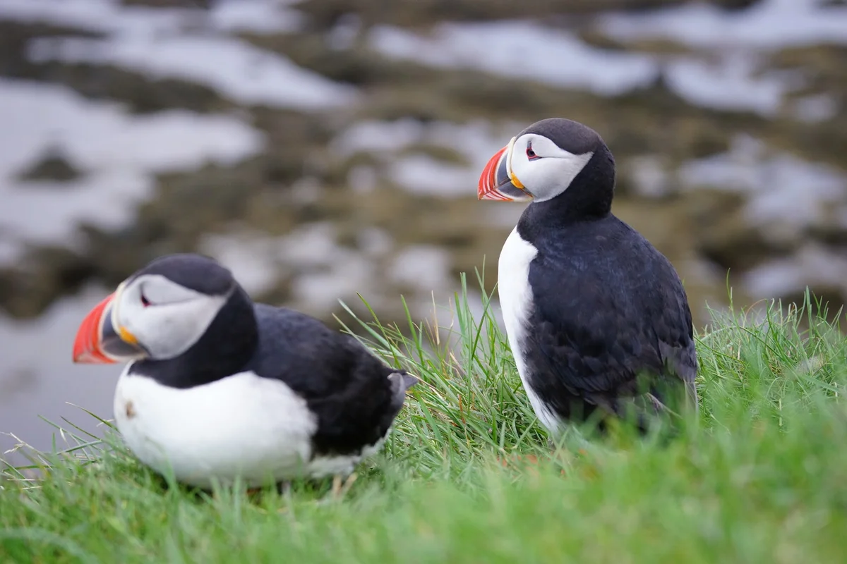 Puffin Cliffs in Latrabjarg, Vesturbyggð | Ask Anything