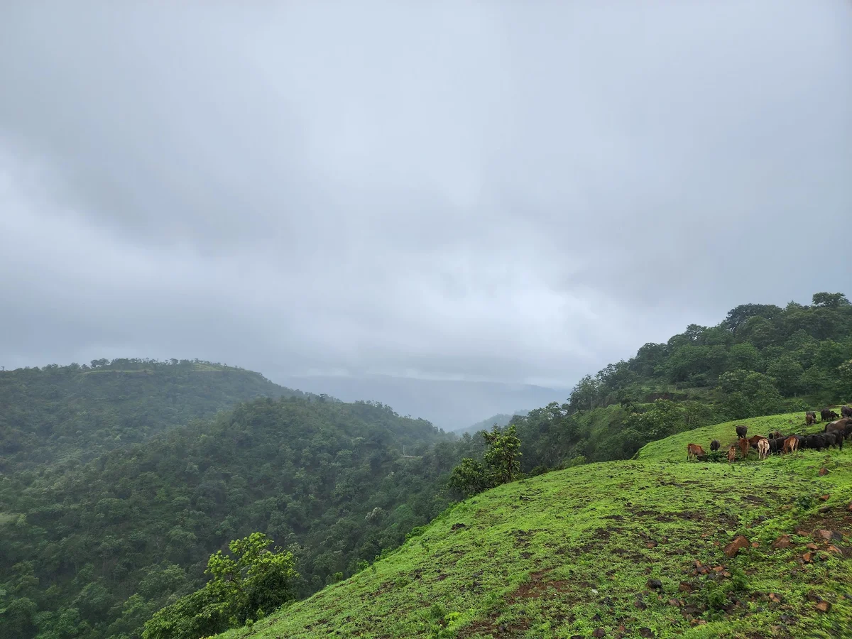 Kukru khamla in Motha, Madhya Pradesh | Ask Anything