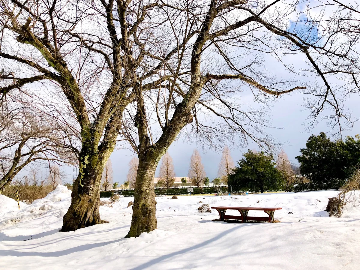 Hiraide Park in Echizen | What to Know Before You Go
