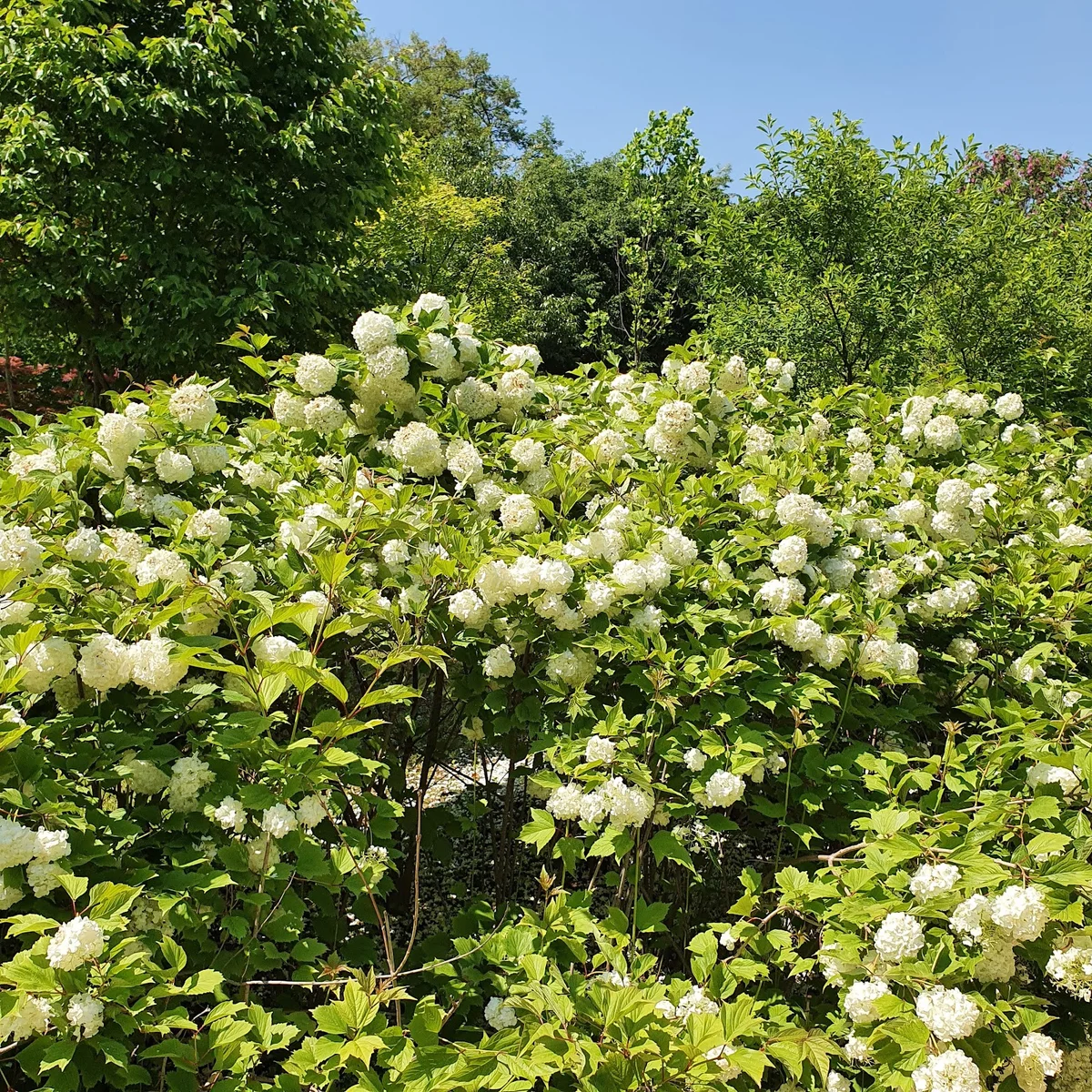Pureun Arboretum in Seoul - Ask AI | mindtrip