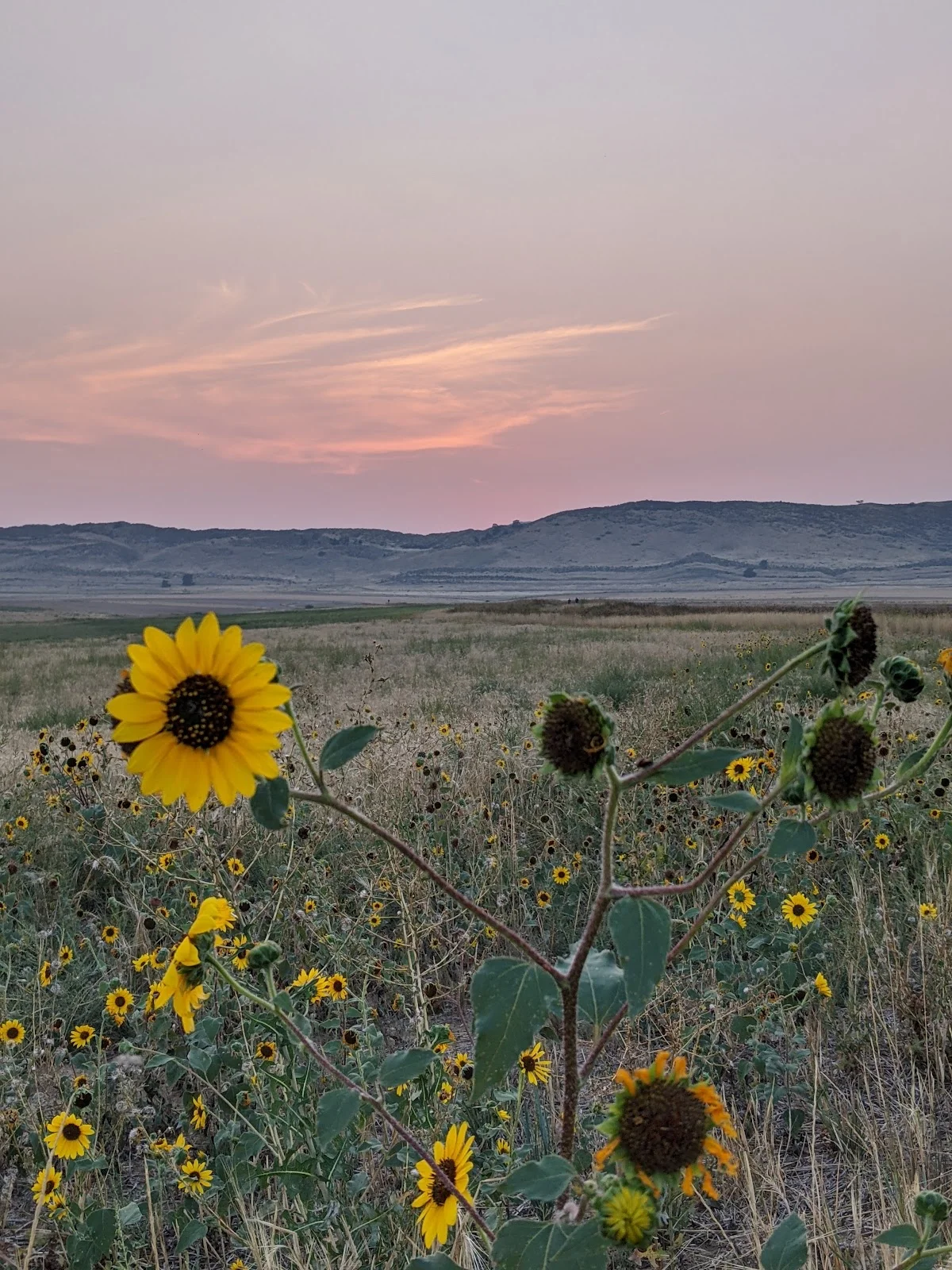 Prairie Ridge Natural Area in Loveland - Ask AI | mindtrip