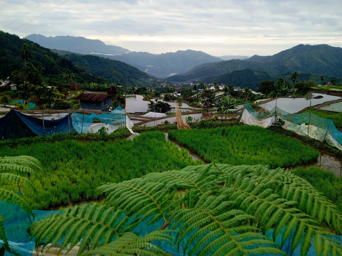 Mayoyao Rice Terraces UNESCO World Heritage Site