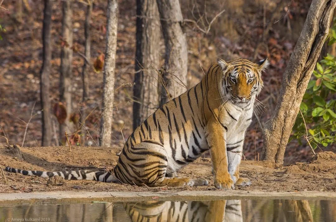 Pench National Park in Kohka | What to Know Before You Go