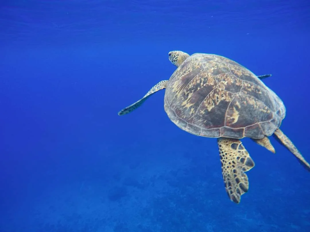 Roawia Turtle & Snorkelling Tours - Ask AI | mindtrip