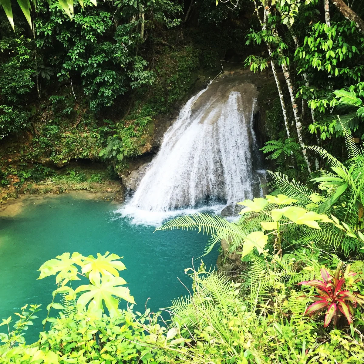 Island Gully Falls in Colgate - Ask AI | mindtrip
