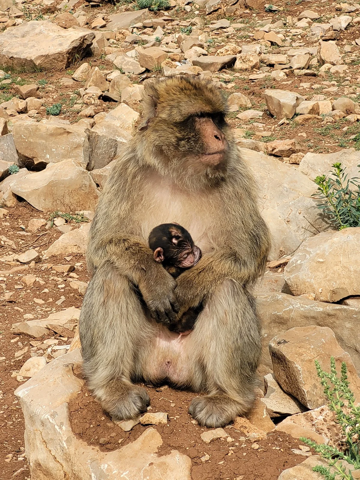 Monkey Forest in Azrou | What to Know Before You Go
