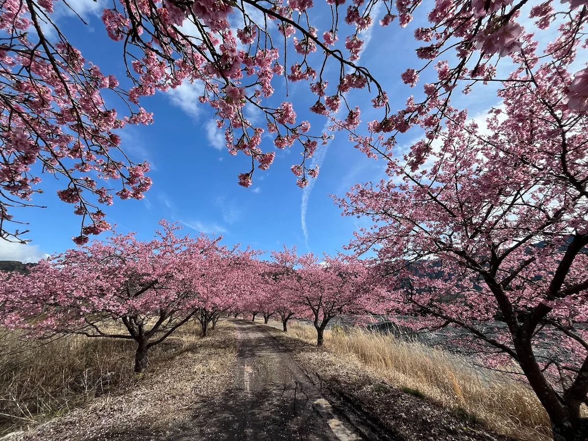 元藤川の河津桜 in Shizuoka, Shizuoka Prefecture - Ask AI | mindtrip