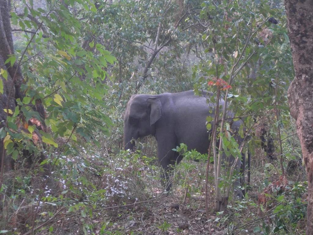 Dehing Patkai National Park - Ask AI | mindtrip