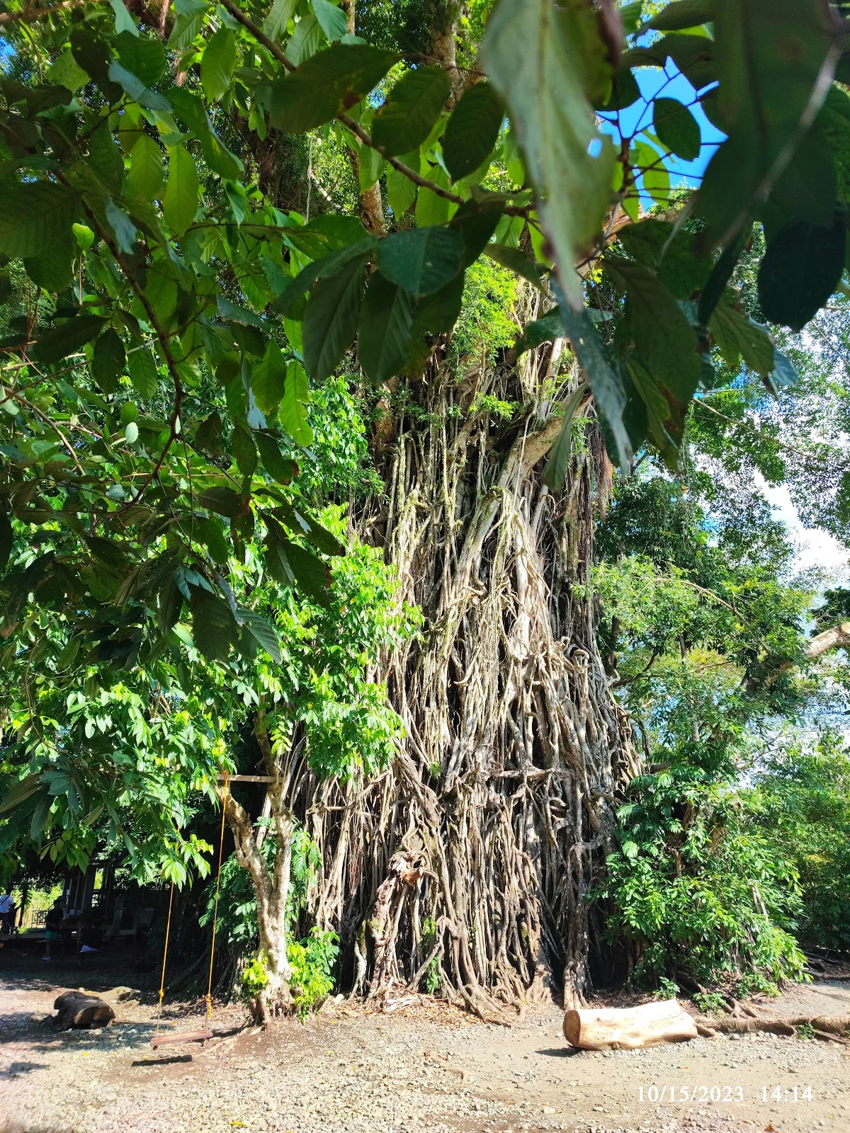 Balete Tree (Millenium Tree) | What to Know Before You Go