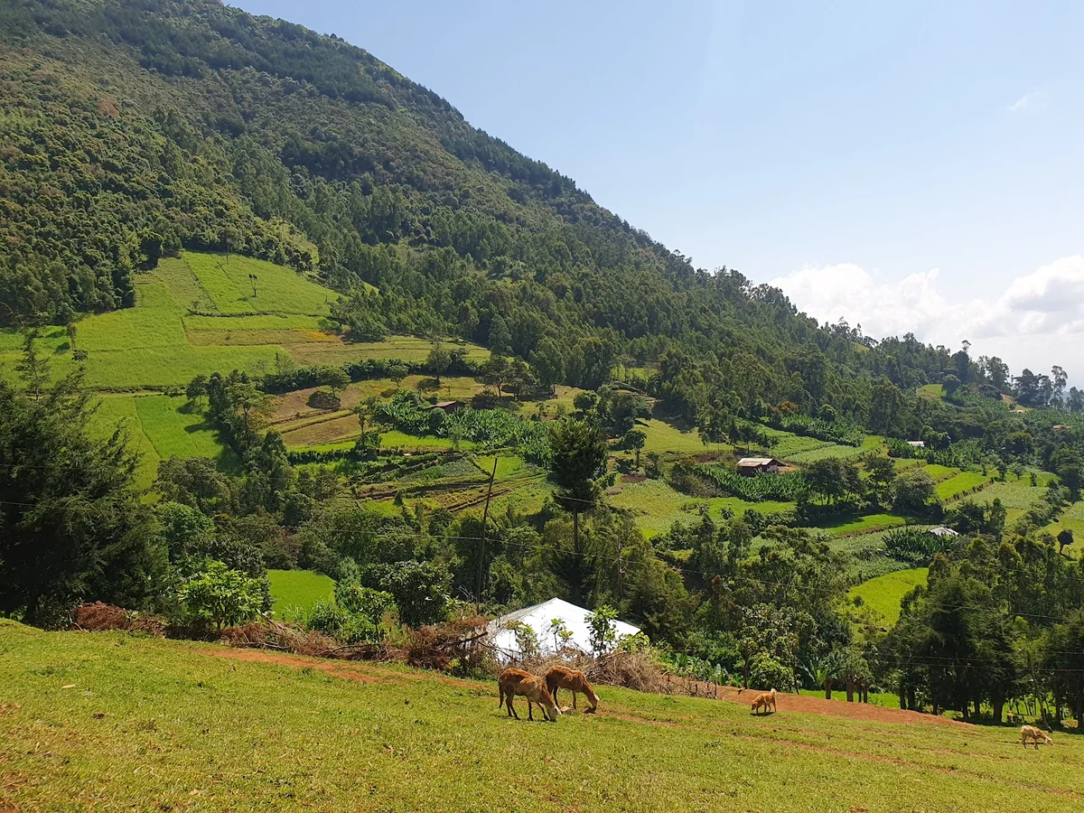 Hiking to Damot mountain in Sodo - Ask AI | mindtrip