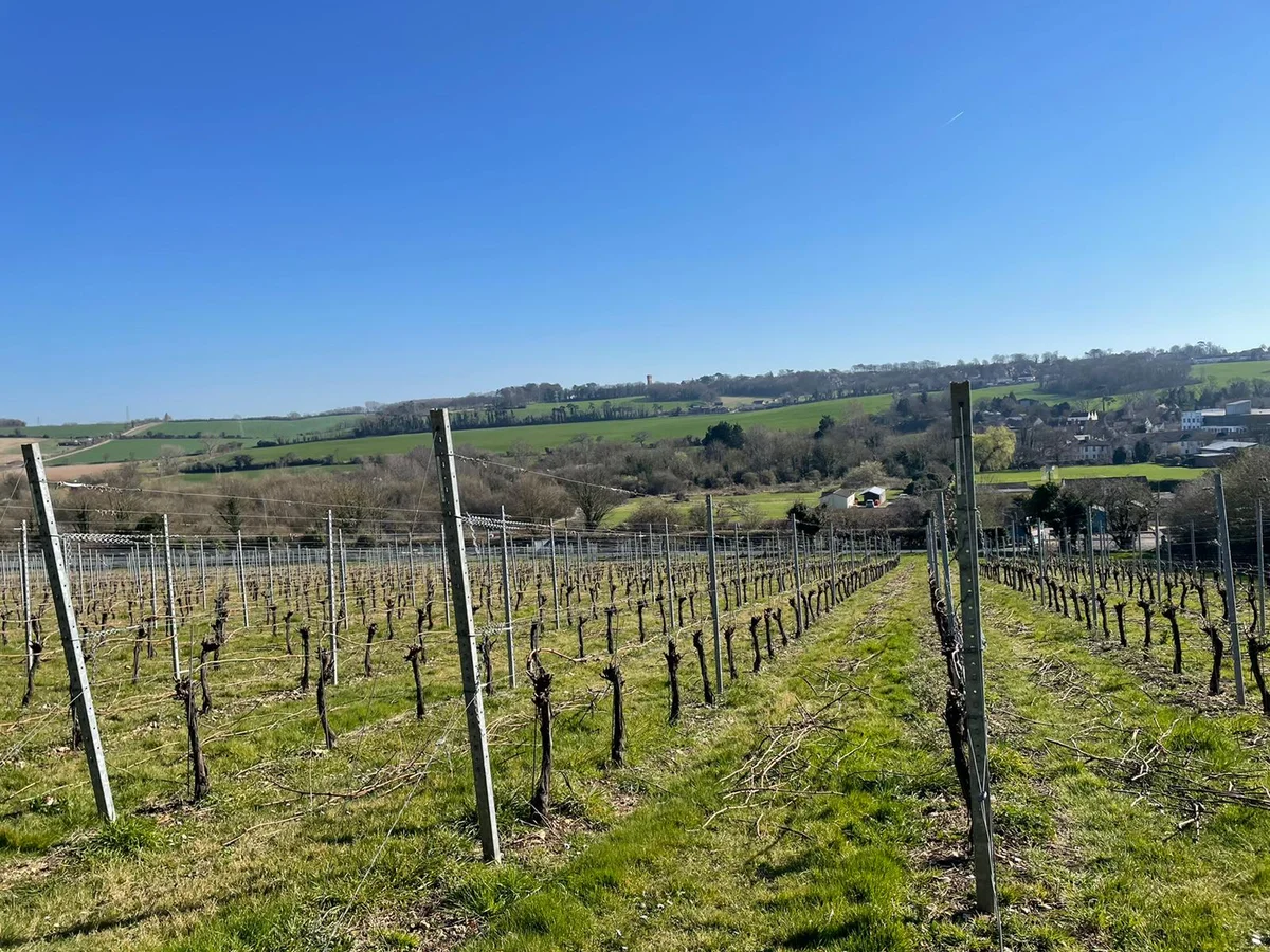 Chartham Vineyard in Chartham, England - Ask AI | mindtrip