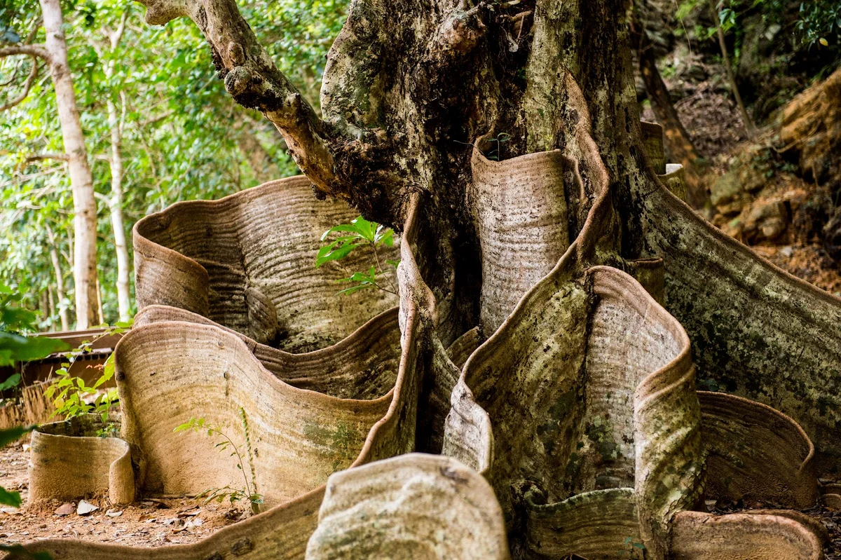 Sakishima Sappanwood Tree in Higashi-son - Ask AI | mindtrip