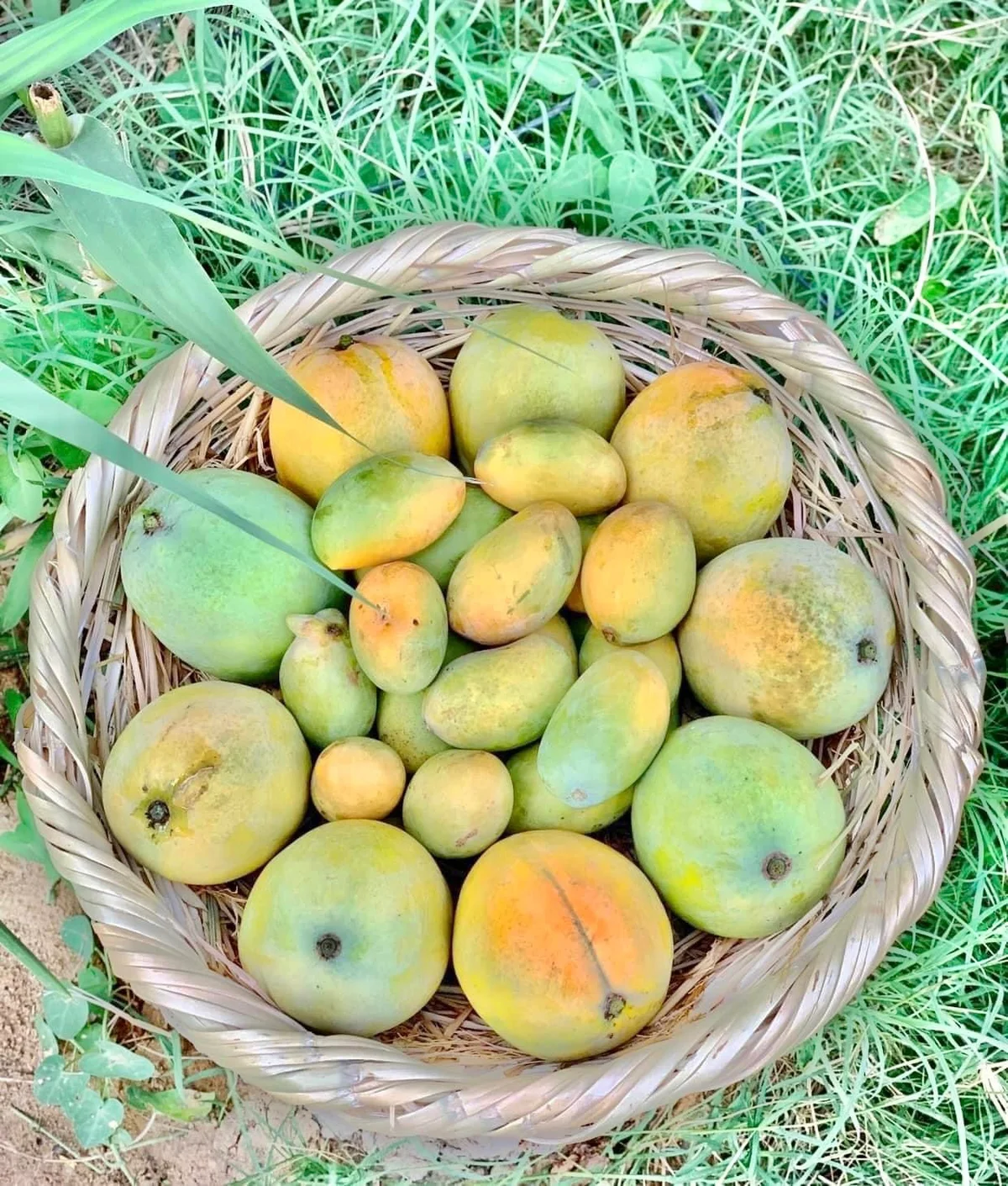Shaji Farmer for Ecotourism | What to Know Before You Go