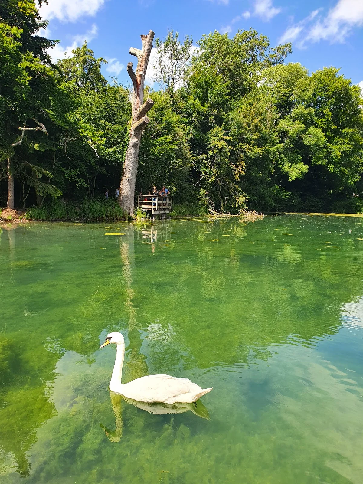 Silent Pool in Guildford, England - Ask AI | mindtrip