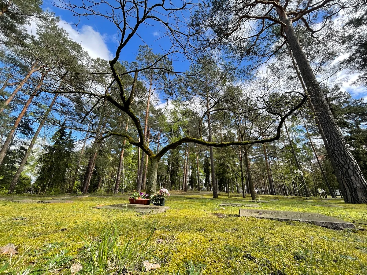 Halbe Forest Cemetery in Halbe - Ask AI | mindtrip