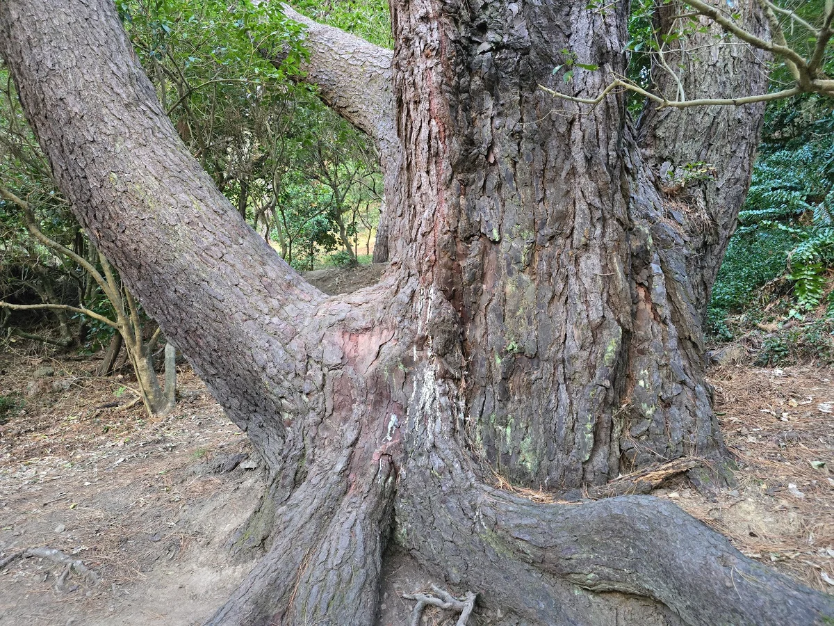Frodo's Reading Tree | What to Know Before You Go