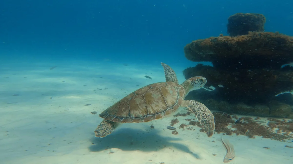 Dolphin Snorkel Reef | What to Know Before You Go